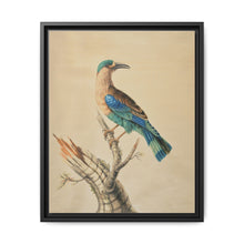 Coracias Benghalensis by Sarah Stone - NOMADEN ART GALLERY