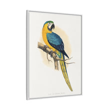 Blue and Yellow Macaw (Ara ararauna) colored wood-engraved plate by Alexander Francis Lydon