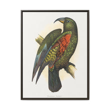Mountain Parrot (Nestor notabilis) colored wood-engraved plate by Alexander Francis Lydon - NOMADEN ART GALLERY
