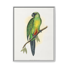Masked Parrakeet (Prosopeia personata) colored wood-engraved plate by Alexander Francis Lydon