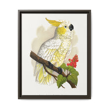 Lesser Lemon-Crested Cockatoo (Cacatua sulphurea) colored wood-engraved plate by Alexander Francis Lydon - NOMADEN ART GALLERY