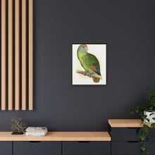 Dufresne's Amazon (Amazona dufresniana) colored wood-engraved plate by Alexander Francis Lydon