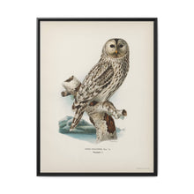 Strix uralensis ♀ illustrated by the von Wright brothers from our own 1929 folio version of Svenska Fåglar Efter Naturen Och Pa Sten Ritade - NOMADEN ART GALLERY