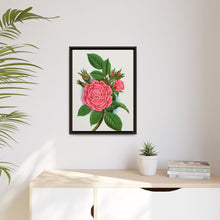 Pink rose, Salet Moss lithograph. Digitally enhanced from our own original 1900 edition plates of Botanical Specimen published by Rochester Lithographing