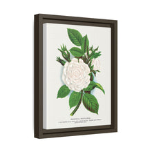 Rose, Perpetual White Moss lithograph. Digitally enhanced from our own original 1900 edition plates of Botanical Specimen published by Rochester Lithographing