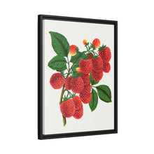 Shaffer's Colossal Raspberry Lithograph (1900)