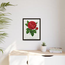 Red rose, General Jacquemont flower lithograph. Digitally enhanced from our own original 1900 edition plates of Botanical Specimen published by Rochester Lithographing