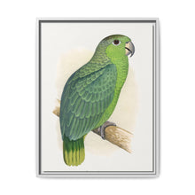 Mealy Amazon (Amazona farinosa) colored wood-engraved plate by Alexander Francis Lydon - NOMADEN ART GALLERY