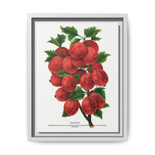 Industry Gooseberry lithograph. Digitally enhanced from our own original 1900 edition plates of Botanical Specimen published by Rochester Lithographing - NOMADEN ART GALLERY