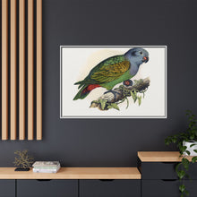 Red-Vented Parrot (Amazona martinicana) colored wood-engraved plate by Alexander Francis Lydon