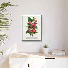 Cuthbert raspberry lithograph. Digitally enhanced from our own original 1900 edition plates of Botanical Specimen published by Rochester Lithographing