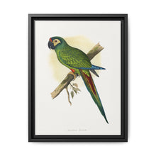 llliger's Macaw (Primolius maracana) colored wood-engraved plate by Alexander Francis Lydon - NOMADEN ART GALLERY