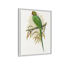 Ring-Necked or Bengal Parakeet (Psittacula columboides) colored wood-engraved plate by Alexander Francis Lydon
