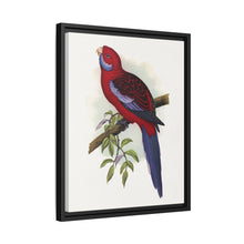 Pennant-Sittich (Platycercus elegans) farbige Holzstichplatte von Alexander Francis Lydon