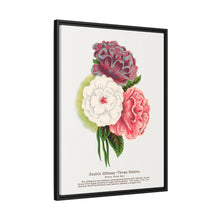 Double Althea in 3 colors lithograph. Digitally enhanced from our own original 1900 edition plates of Botanical Specimen published by Rochester Lithographing