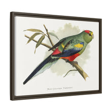Many-Coloured Parrakeet (Psephotellus varius) colored wood-engraved plate by Alexander Francis Lydon