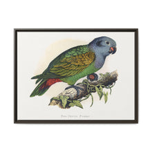Red-Vented Parrot (Amazona martinicana) colored wood-engraved plate by Alexander Francis Lydon - NOMADEN ART GALLERY