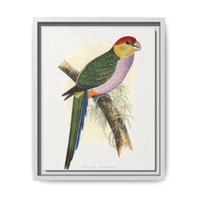 Pileated Parrakeet (Pionopsitta pileata) colored wood-engraved plate by Alexander Francis Lydon. - NOMADEN ART GALLERY
