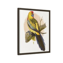Lydon's Yellow-Rumped Parrakeet | Vintage Bird Wall Art Print
