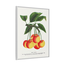 Gov Wood cherry lithograph. Digitally enhanced from our own original 1900 edition plates of Botanical Specimen published by Rochester Lithographing