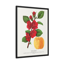 Japan Quince tree lithograph. Digitally enhanced from our own original 1900 edition plates of Botanical Specimen published by Rochester Lithographing