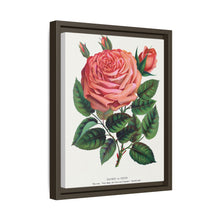 Pink rose, Glorie de Dijon lithograph. Digitally enhanced from our own original 1900 edition plates of Botanical Specimen published by Rochester Lithographing