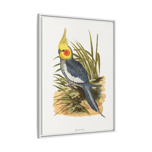 Cockatiel (Nymphicus hollandicus) colored wood-engraved plate by Alexander Francis Lydon