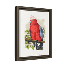 Rose-Breasted Cockatoo (Eolophus roseicapillus) colored wood-engraved plate by Alexander Francis Lydon.
