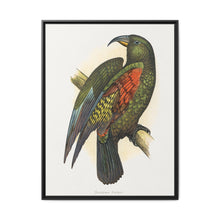 Mountain Parrot (Nestor notabilis) colored wood-engraved plate by Alexander Francis Lydon - NOMADEN ART GALLERY