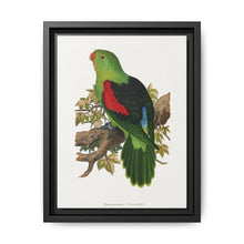 Red-winged parakeet (Aprosmictus erythropterus) colored wood-engraved plate by Alexander Francis Lydon - NOMADEN ART GALLERY