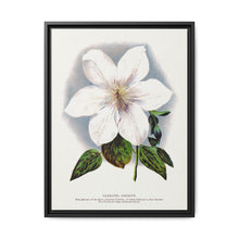 Clematis flower lithograph. Digitally enhanced from our own original 1900 edition plates of Botanical Specimen published by Rochester Lithographing - NOMADEN ART GALLERY