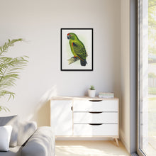 Placa grabada en madera de color loro de Jardine (Poicephalus gulielmi gulielmi) de Alexander Francis Lydon. 
