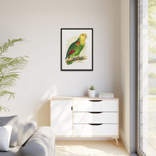 Double-Fronted or Le Vaillant's Amazon (Amazona oratrix) colored wood-engraved plate by Alexander Francis Lydon.