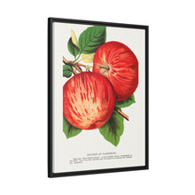 Duchess of Oldenburg apples lithograph from Botanical Specimen published by Rochester Lithographing