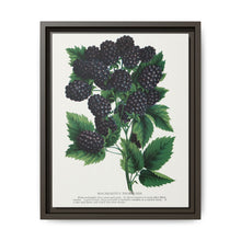 Wachusetts Thornless blackberry lithograph. Digitally enhanced from our own original 1900 edition plates of Botanical Specimen published by Rochester Lithographing - NOMADEN ART GALLERY