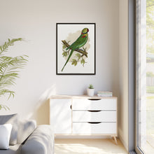 Alexandrine Parakeet (Psittacula eupatria) colored wood-engraved plate by Alexander Francis Lydon.