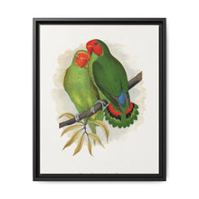 West African Love-Bird (Agapornis) colored wood-engraved plate by Alexander Francis Lydon. - NOMADEN ART GALLERY