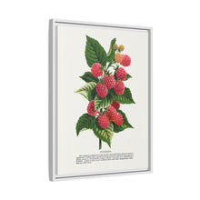 Cuthbert raspberry lithograph. Digitally enhanced from our own original 1900 edition plates of Botanical Specimen published by Rochester Lithographing