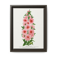Prunus Triloba flower lithograph. Digitally enhanced from our own original 1900 edition plates of Botanical Specimen published by Rochester Lithographing - NOMADEN ART GALLERY
