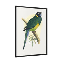 Bauer's Parrakeet (Barnardius zonarius) colored wood-engraved plate by Alexander Francis Lydon.