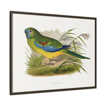Turquoisine (Neophema pulchella) colored wood-engraved plate by Alexander Francis Lydon