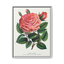 Pink rose, Glorie de Dijon lithograph. Digitally enhanced from our own original 1900 edition plates of Botanical Specimen published by Rochester Lithographing - NOMADEN ART GALLERY