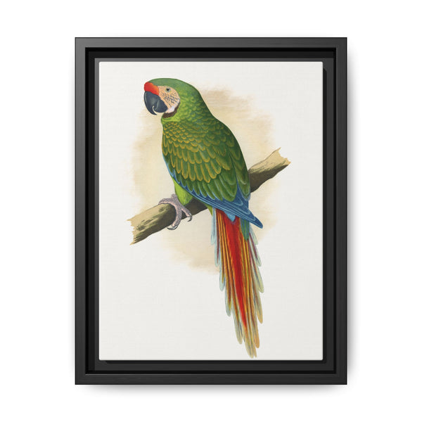 Military Macaw (Ara militaris) colored wood-engraved plate by Alexander Francis Lydon - NOMADEN ART GALLERY