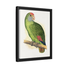 Dufresne's Amazon (Amazona dufresniana) colored wood-engraved plate by Alexander Francis Lydon