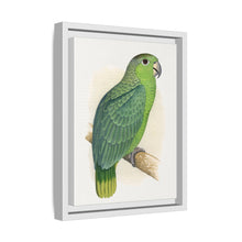 Mealy Amazon (Amazona farinosa) colored wood-engraved plate by Alexander Francis Lydon