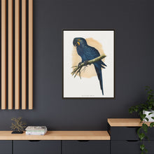 Hyacinthine Macaw (Anodorhynchus hyacinthinus) colored wood-engraved plate by Alexander Francis Lydon.