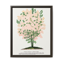 Purple Fringe tree lithograph. Digitally enhanced from our own original 1900 edition plates of Botanical Specimen published by Rochester Lithographing - NOMADEN ART GALLERY