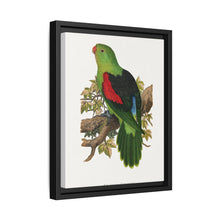 Red-winged parakeet (Aprosmictus erythropterus) colored wood-engraved plate by Alexander Francis Lydon - NOMADEN ART GALLERY