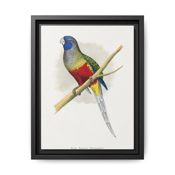 Blue Bonnet Parrakeet (Northiella haematogaster) colored wood-engraved plate by Alexander Francis Lydon. - NOMADEN ART GALLERY