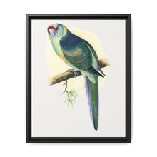 Barnard's Parrakeet (Barnardius barnardi) colored wood-engraved plate by Alexander Francis Lydon - NOMADEN ART GALLERY